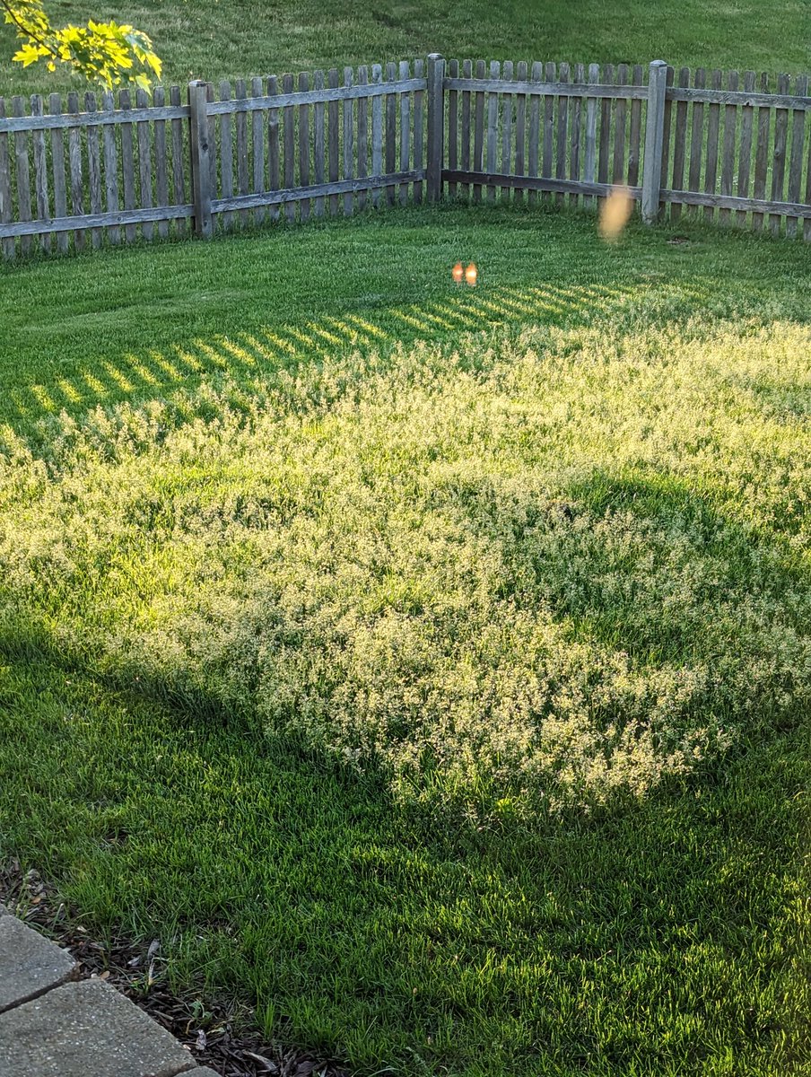 Anyone need any Sunny Mix?  Going fast.