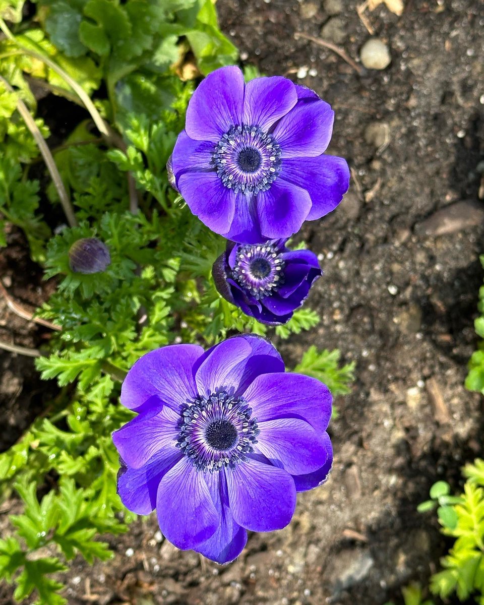 Spied these monkeys on my way through the halls today. Aren’t they wonderful?! The anemone blooms in the garden boxes are pretty spectacular as well. @RCDSB #inspiredlearning #RCDSBArts #growhappiness