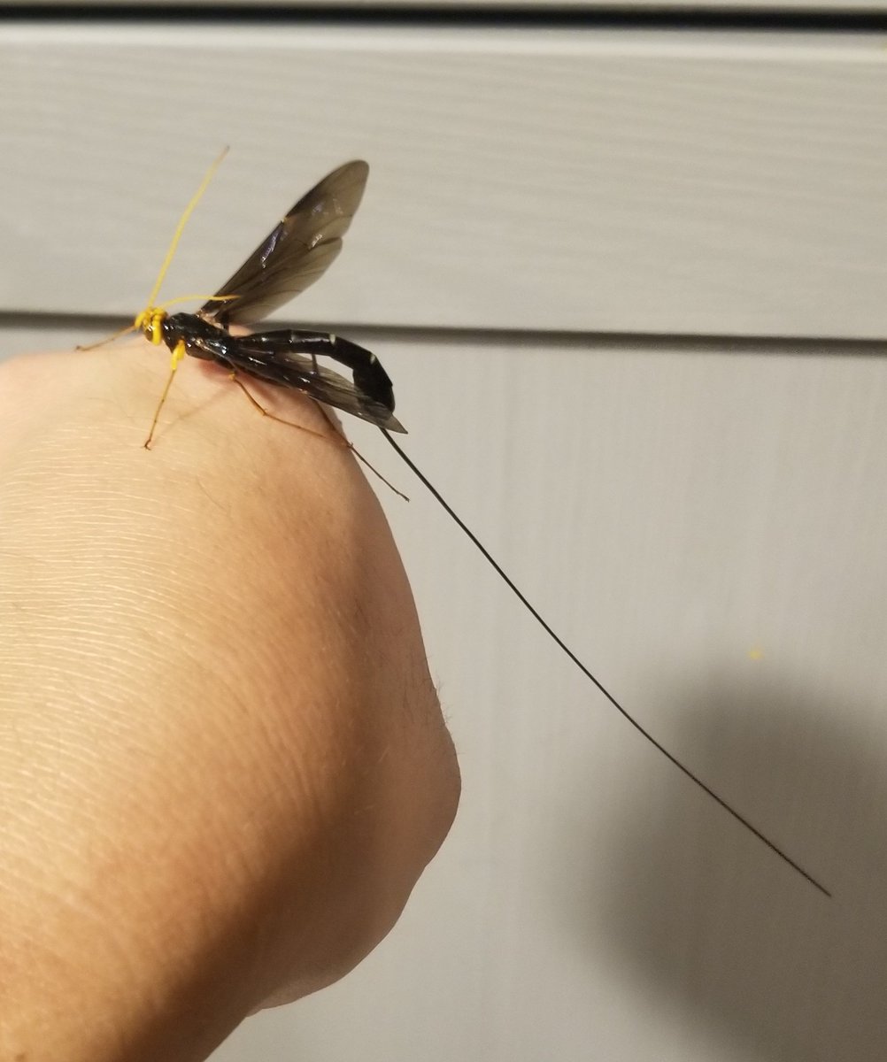 Another wonderful suburban safari bug. Megarhyssa.  #BackyardBugs