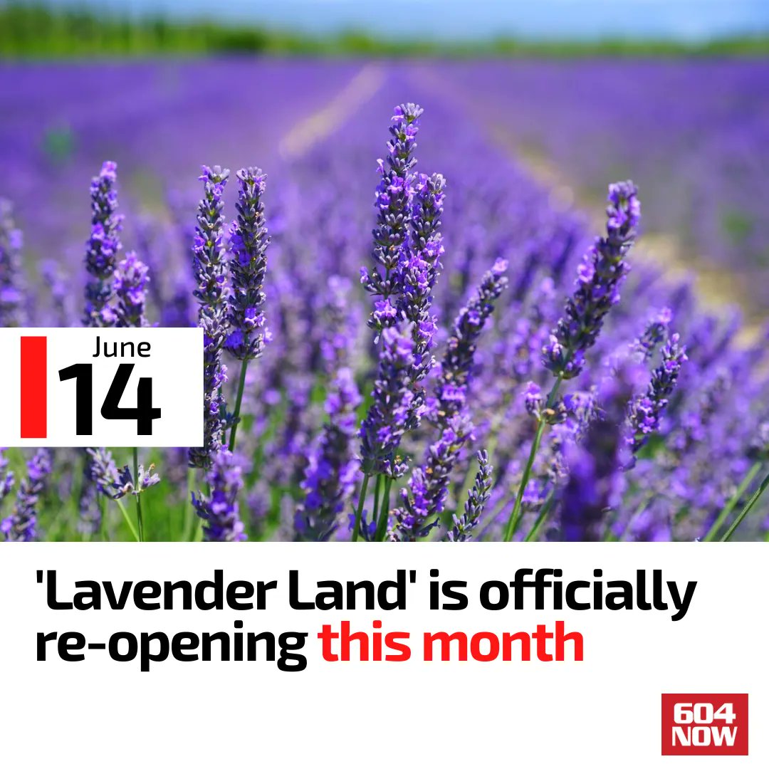 This #RichmondBC farm stretches across 7 acres, featuring a variety of lavender species 💜 Details: bit.ly/3tvabi1