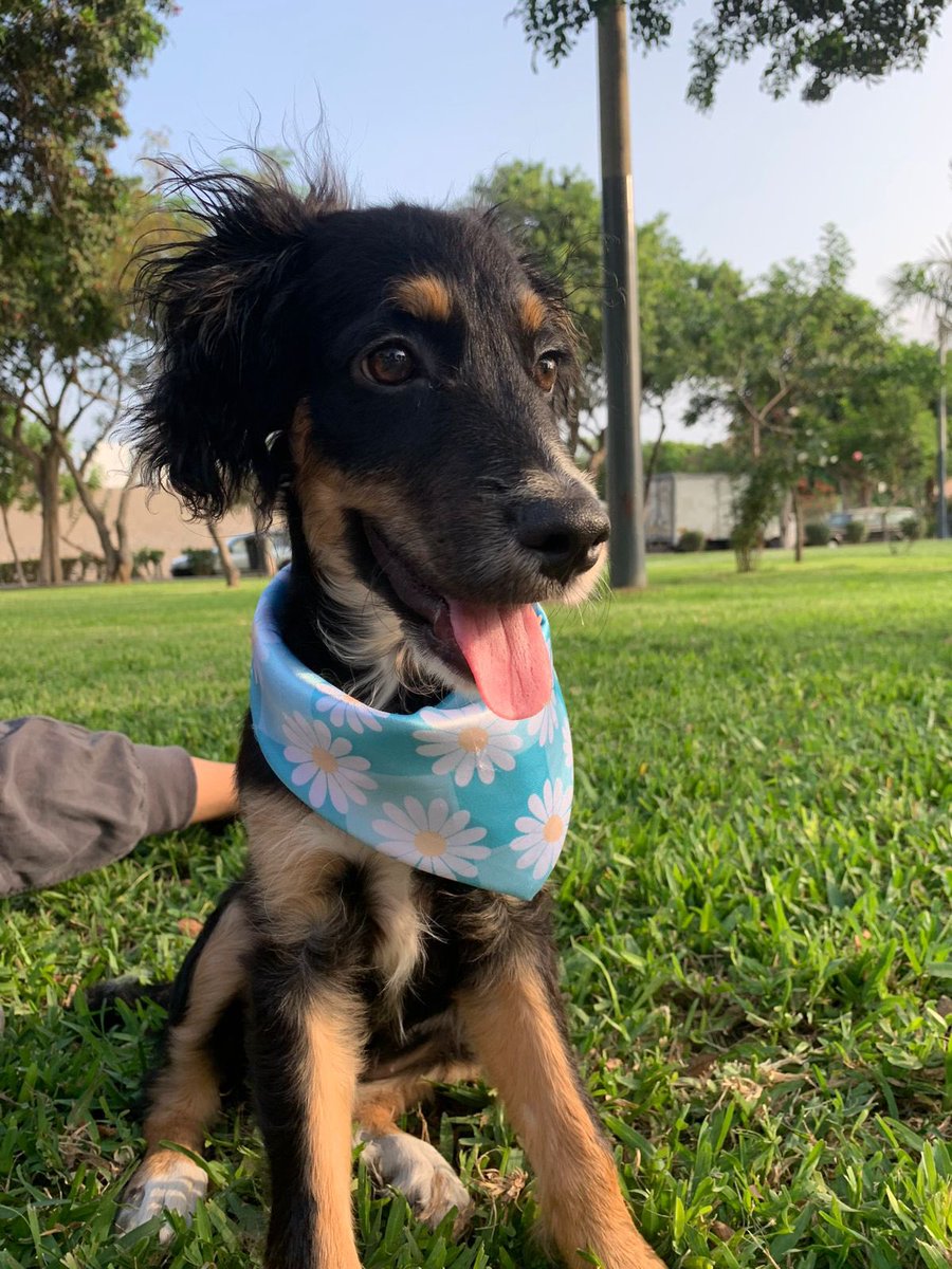 ticnt_'s tweet photo. Ataron a una perrita a un poste estando con celo, varios perritos la montaron y se preñó. Así fue como nació Tiana hace 4 meses, desde entonces se ha estado publicando sobre ella, y nadie ha preguntado por su adopción. Puso muchas fuerzas para recuperarse:(

+51 960 517 036 https://t.co/9hzVuW4YA8