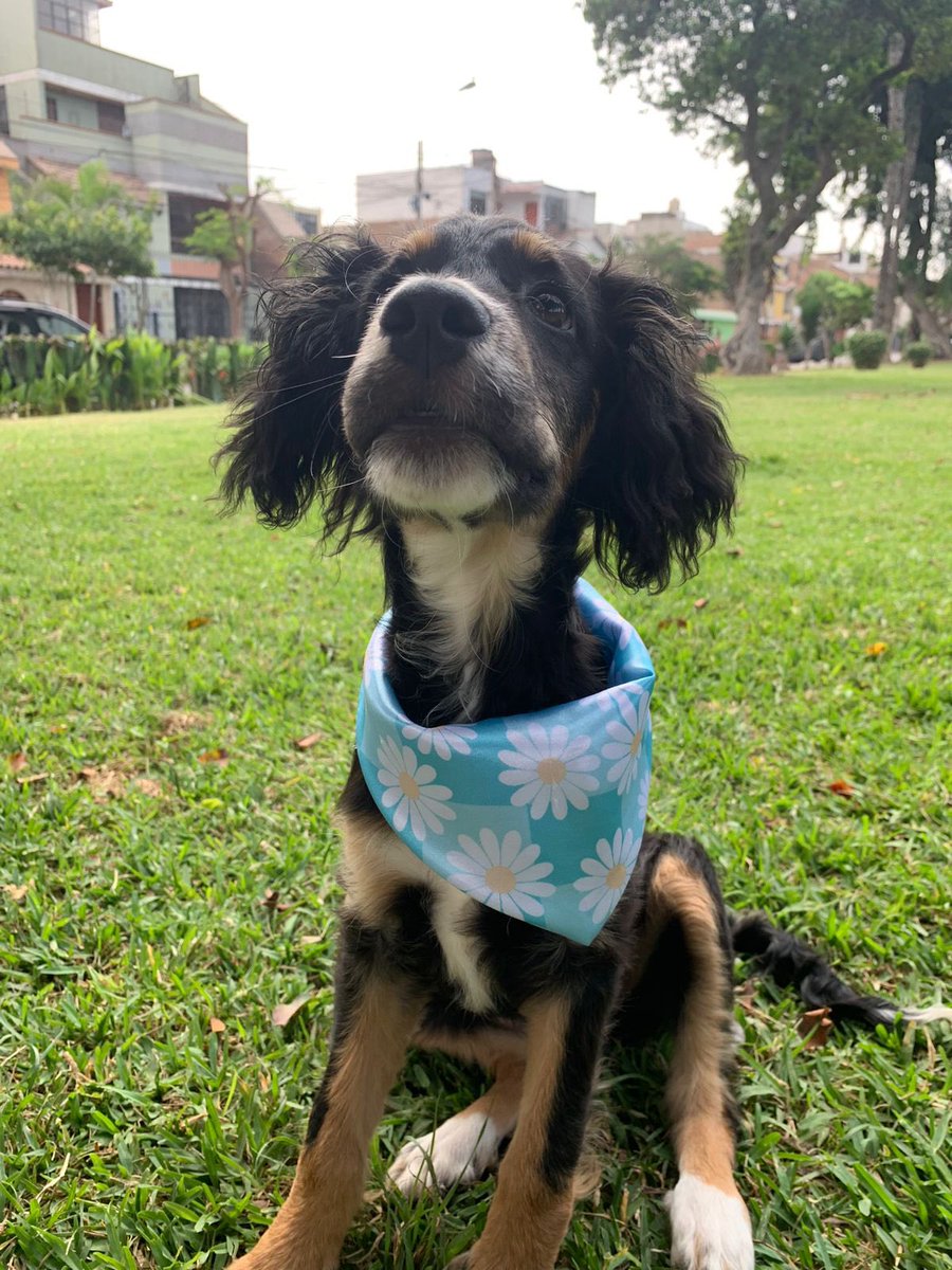ticnt_'s tweet photo. Ataron a una perrita a un poste estando con celo, varios perritos la montaron y se preñó. Así fue como nació Tiana hace 4 meses, desde entonces se ha estado publicando sobre ella, y nadie ha preguntado por su adopción. Puso muchas fuerzas para recuperarse:(

+51 960 517 036 https://t.co/9hzVuW4YA8
