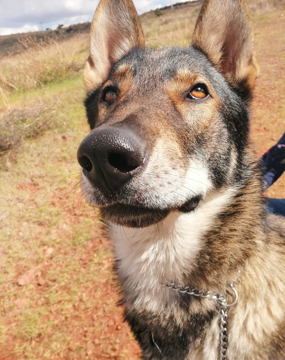 aaronrdzC's tweet image. Ando haciendo un respaldo de fotos y me salió mi foto favorita de Bayek. Es la foto más bonita que tengo en mi galería. 

Disfrútenla