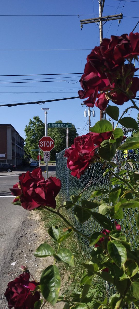 fn_DFuller's tweet photo. Along our CPTED route we've spotted vibrant flowers on a deprecated property along Henderson St

Which goes to show that Rainier Beach has it's highlights, but the work we put in will turn it into the beautiful safe place we see within the nature that resides here https://t.co/3HgLpcWD5p