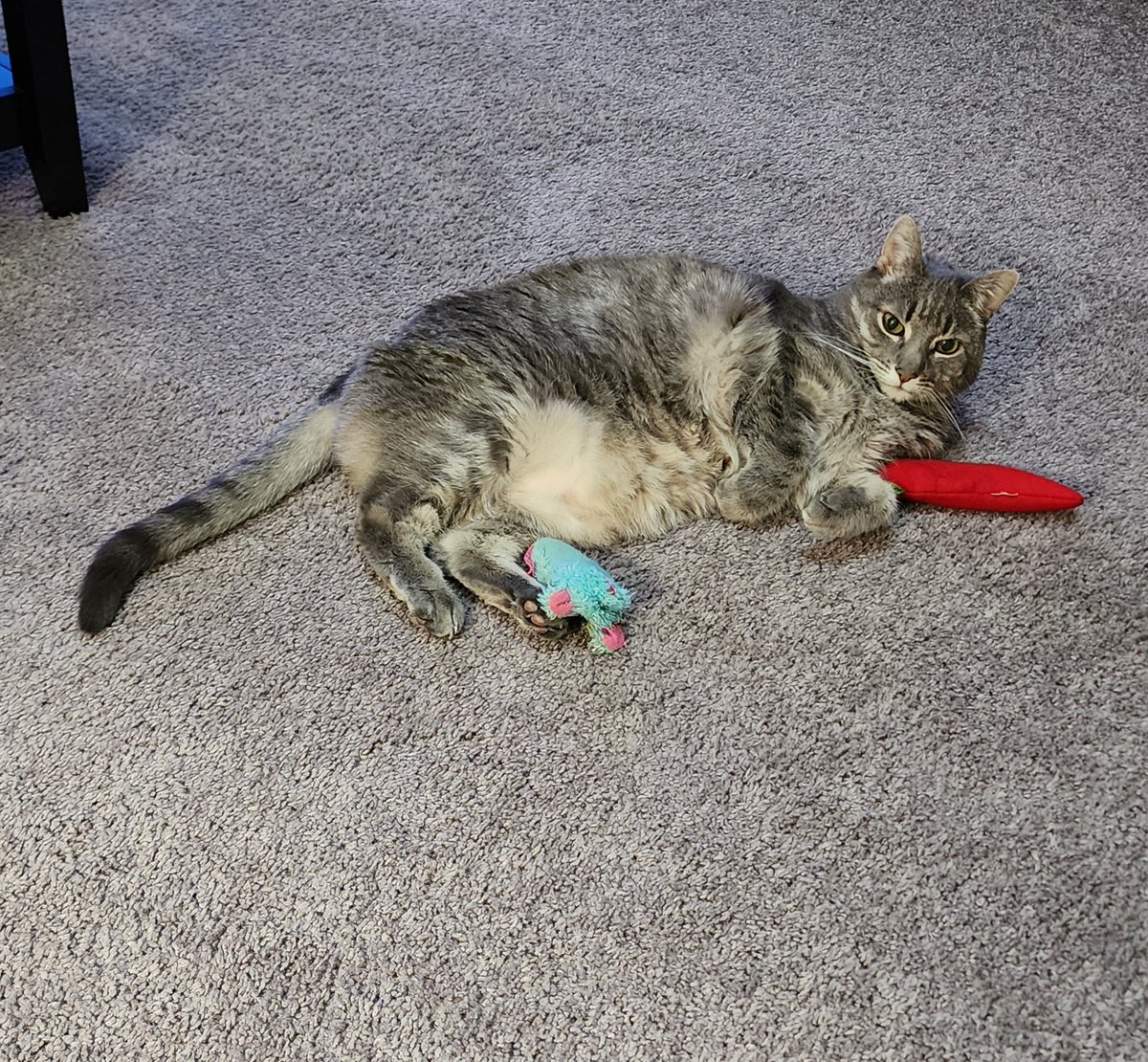 These are my two favorite toys. My cat nip mouse and my red pepper.
#Cat #Kitty #catlovers #catlover #CatToys