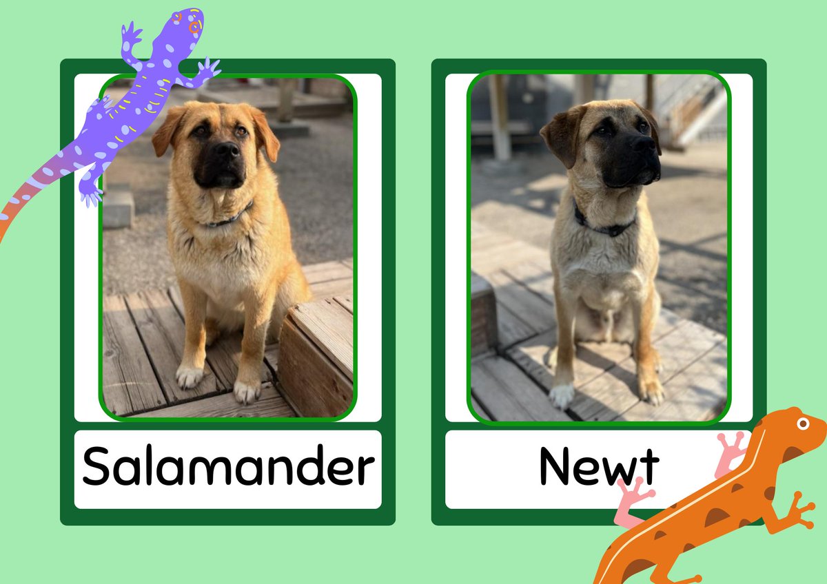 This Feature Friday we would like to introduce the amazing duo, Sally the Salamander and Newt!!!
Sally and Newt came to the ARC after having been found abandoned by their owners in rural Manitoba. Please call the shelter at 204-888-2266 for further information today!