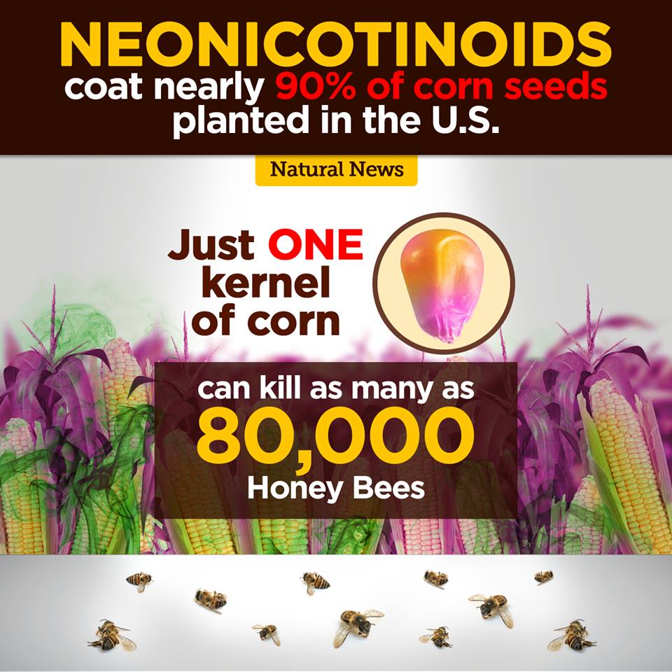 A world w/out #bees; the impact of #neonicotinoid insecticides on ur #health n population of bees  🐝
 organiclivefood.com/health/bees-ne… 

If #honeybees disappear, we will only have 4 years to live since a chain reaction will eradicate certain species due 2 lack of #pollination