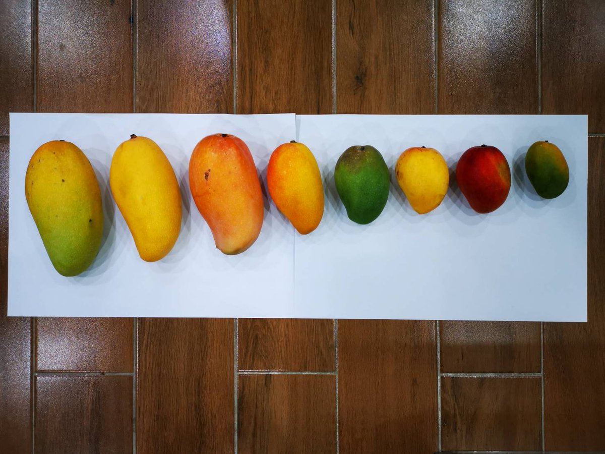 はるを♀飛行機好き腹ペコ tweet media