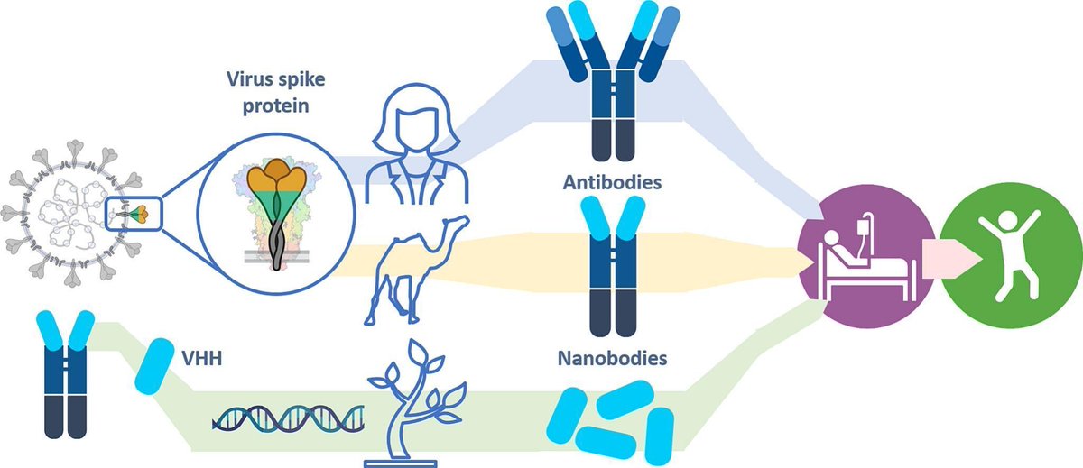 JCRnEDITORS's tweet photo. Plant-derived single domain COVID-19 antibodies.
| Tamara Minko @RutgersU |
[50 days' free access]
#plantantibody #COVID19 #singledomain
https://t.co/7sYeXGi4nF https://t.co/UMGohGOKsY