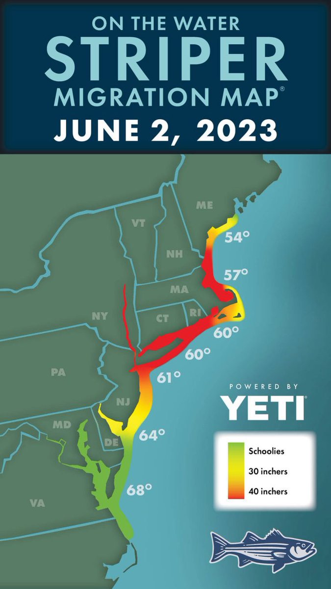 Striper Migration Map 
June 2, 2023
#Fishing #Saltwater #Bass #Striper #Migration #map #Bass  #stripedBass #June2023 #nc #va #md #de #nj #pa #ny #ct #ri #ma