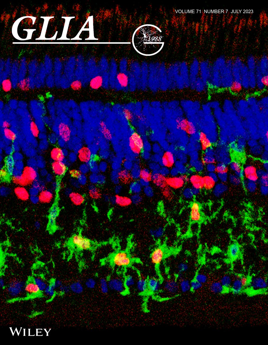 Drwacisback's tweet image. Thanks to @GLIA_Journal for selecting my confocal image for their cover photo. In this retinal image, red nuclei are actively synthesizing DNA, and green cells are microglia. Check out our article in this premier journal for research in glial biology.
tinyurl.com/55c9ct2r