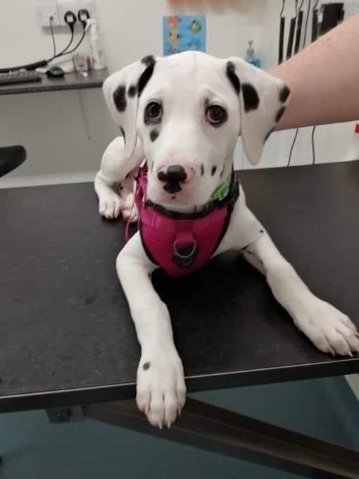 I am very sad today I have been waiting all the day but no one like my photo.
#dogs #dogsoftwitter #Doglovers_26 #puppies #dogsarelove #loveislove