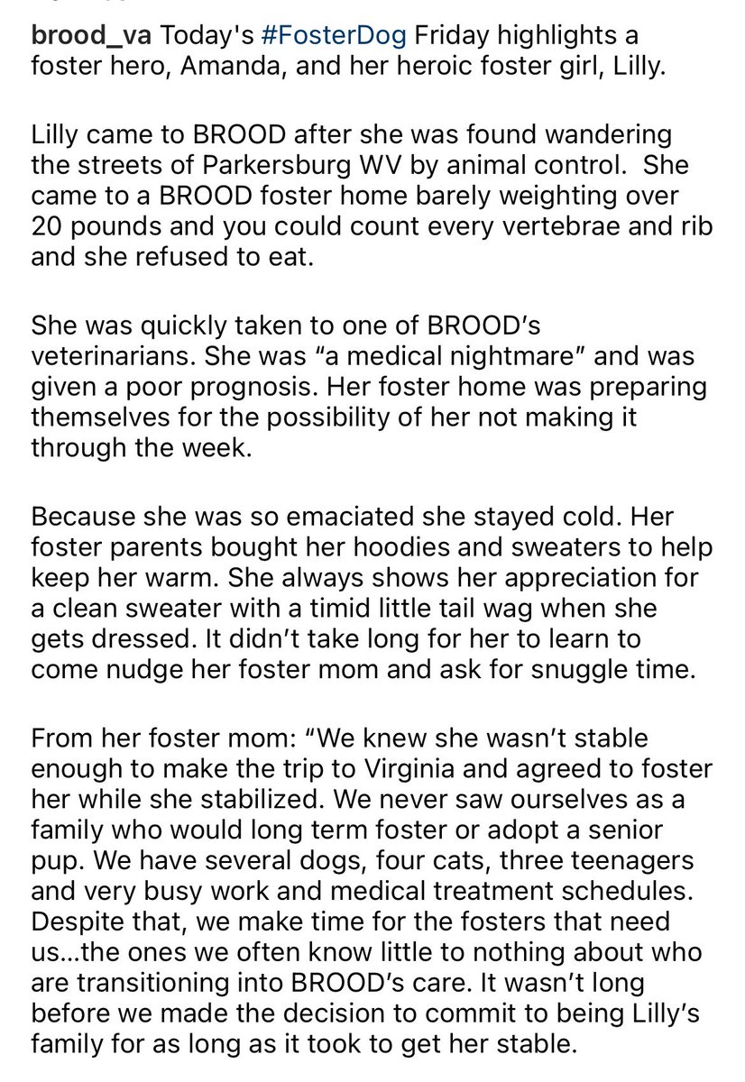 BROODva's tweet photo. Lilly's story will tug at your heartstrings. We were worried she wouldn't make it, but she is doing so much better now, thanks to the love of her #foster family. #basset #AdoptDontShop https://t.co/xdxbetJKCJ