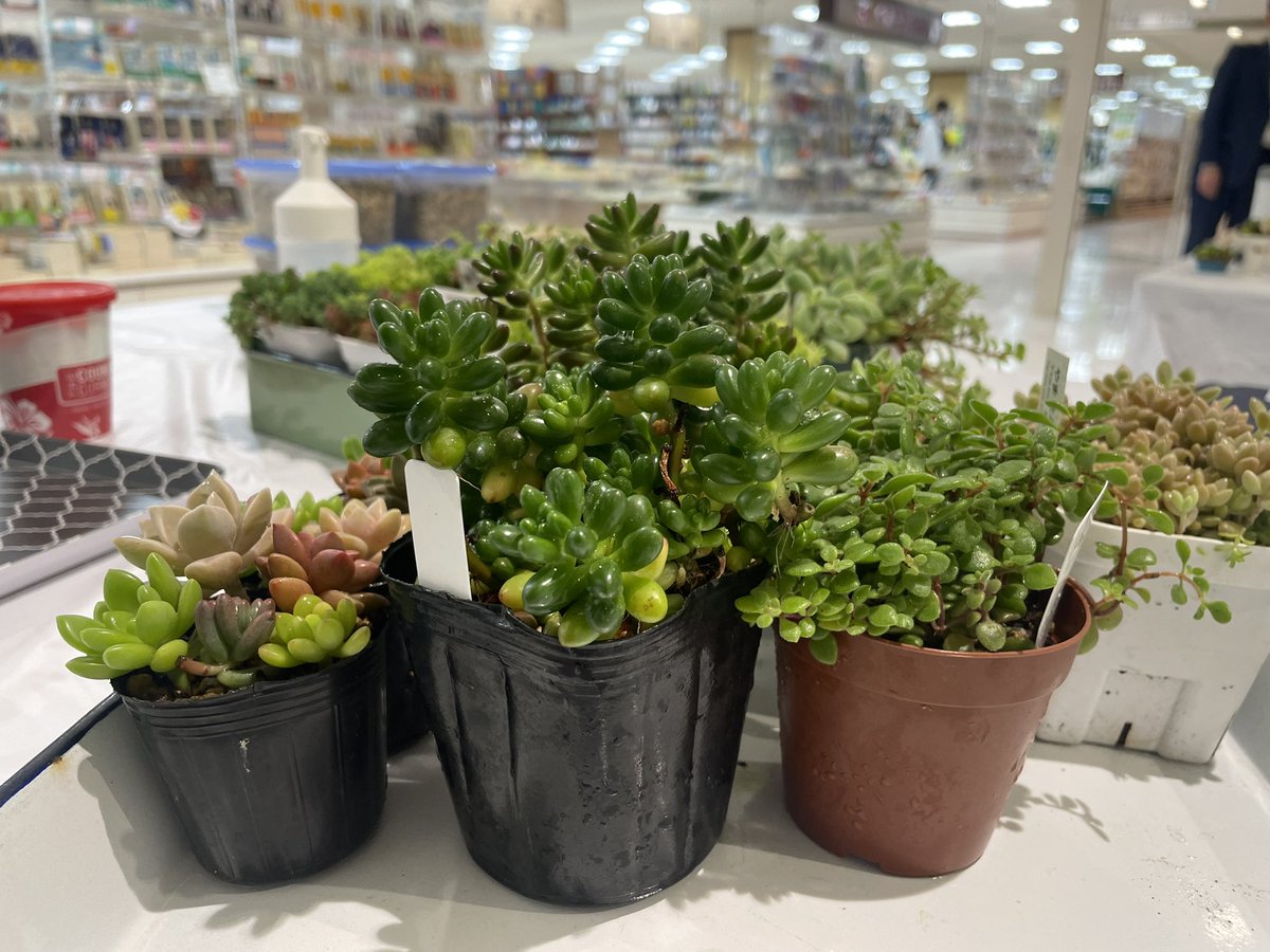 アルカキット錦糸町「KIT de 体験」！本日のワークショップは、「多肉植物の寄せ植え」17時（最終受付16時）まで開催しています。
#錦糸町でワークショップ　#多肉植物寄せ植え　#アルカキット　#錦糸町で遊ぶ　　　#sumitime