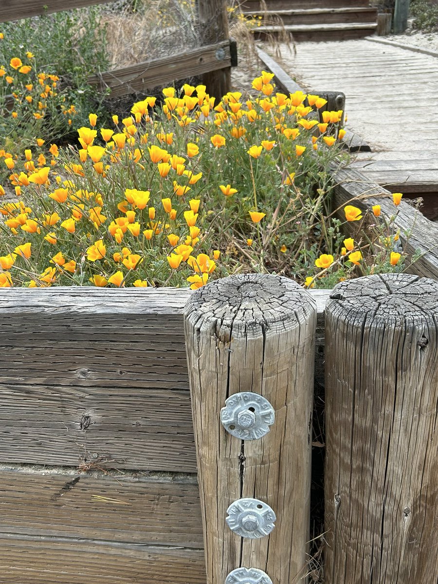 JustSusan 🌟 on Twitter "Got no cuteness breaks ! How about a pretty