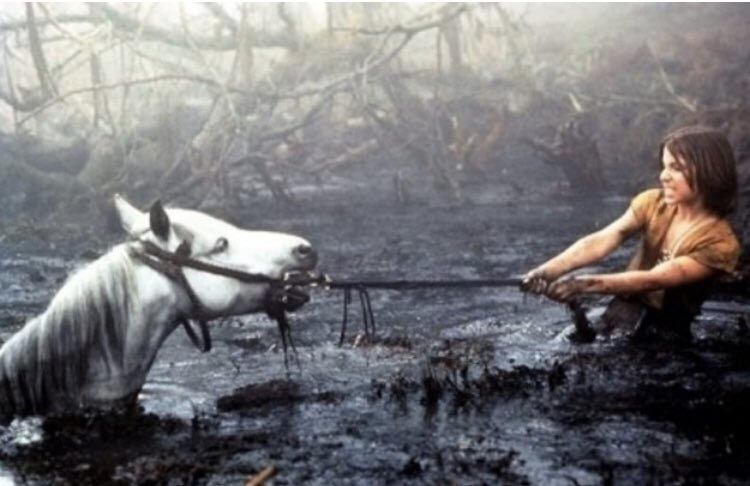 Live footage of my garden