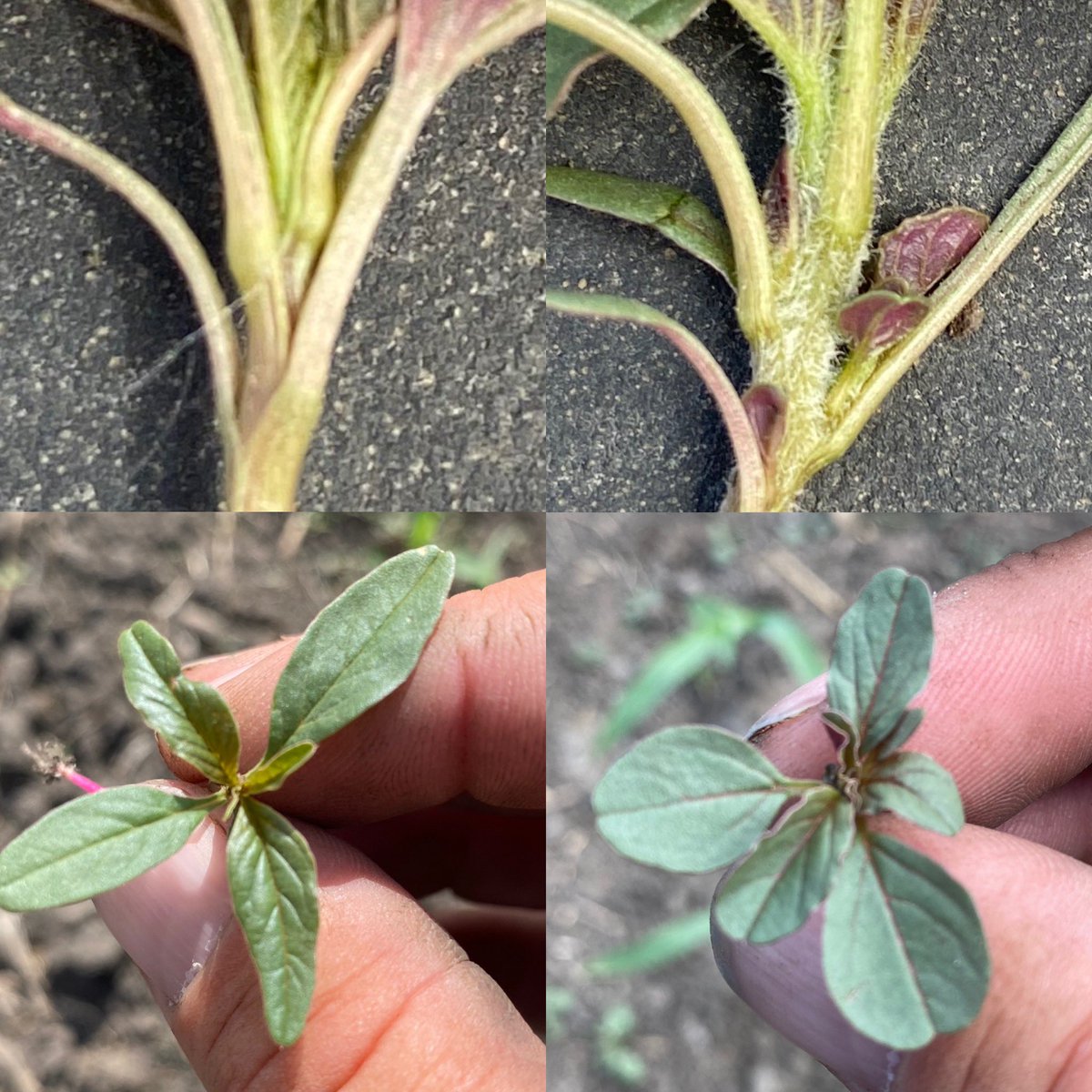 Waterhemp left: Redroot pigweed right: