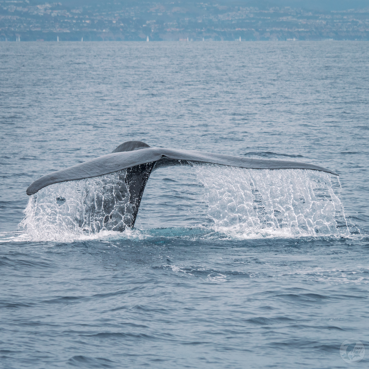 DolphinSafari's tweet image. With a width of about 20 ft (nearly as wide as our catamaran), the tail flukes of a #bluewhale are nothing short of breathtaking! Yesterday's safaris saw a trifecta of whales: blue, fin, and minke whales.

(📷: Caitlyn Nieblas 6.1.23)
#whalewatching #funthingstodo #danapoint