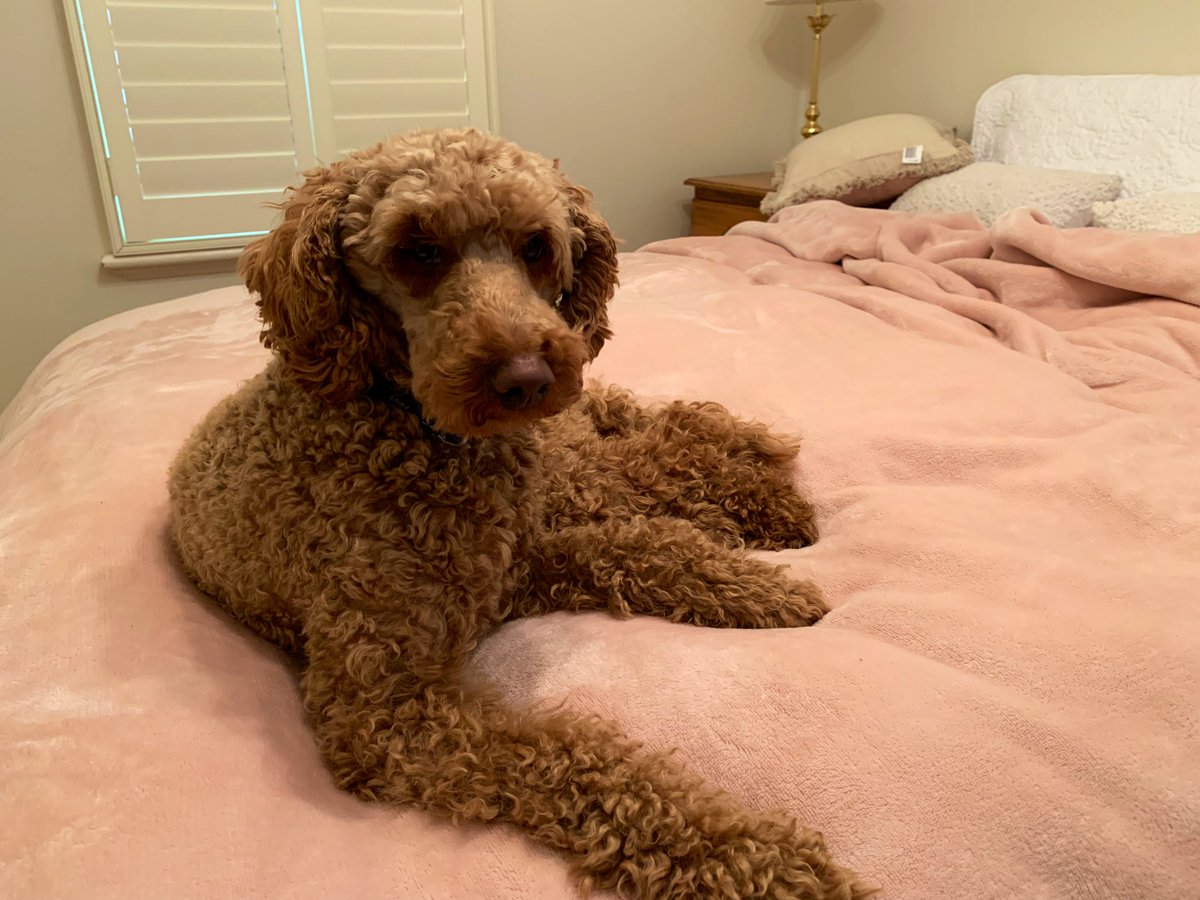 If you see this - quote tweet with the last picture of your pet - no cheating. Guess who jumped up on the bed as I was trying to make it this morning. #Tourdog