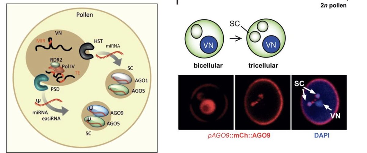 Pseudouridine guides germline small RNA transport and epigenetic inheritance biorxiv.org/content/10.110…