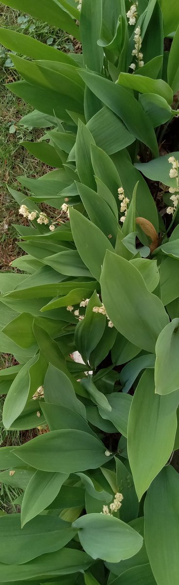 Lily of the Valley flowering plants. #lilyofthevalley #floweringplants