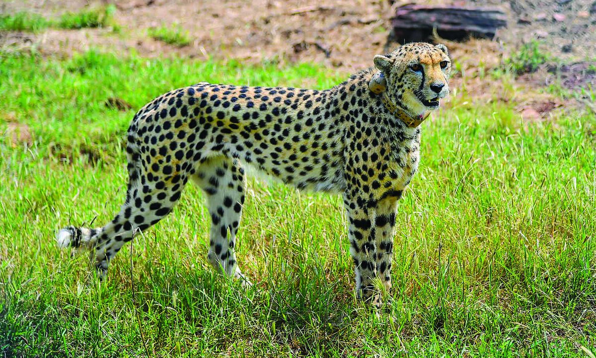 feedmileapp's tweet photo. Government panel rejects expert recommendations from South Africa and Namibia on Cheetah habitat fencing.

#feedmile #cheetahs #nambia #fencing #govtpanel #recommendation #rejects https://t.co/J23N5ALmXH