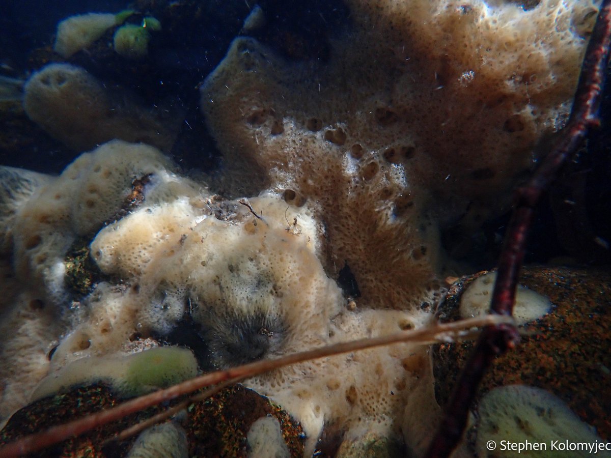 Freshwater sponge scape! #fieldworkfridays #freshwater #porifera