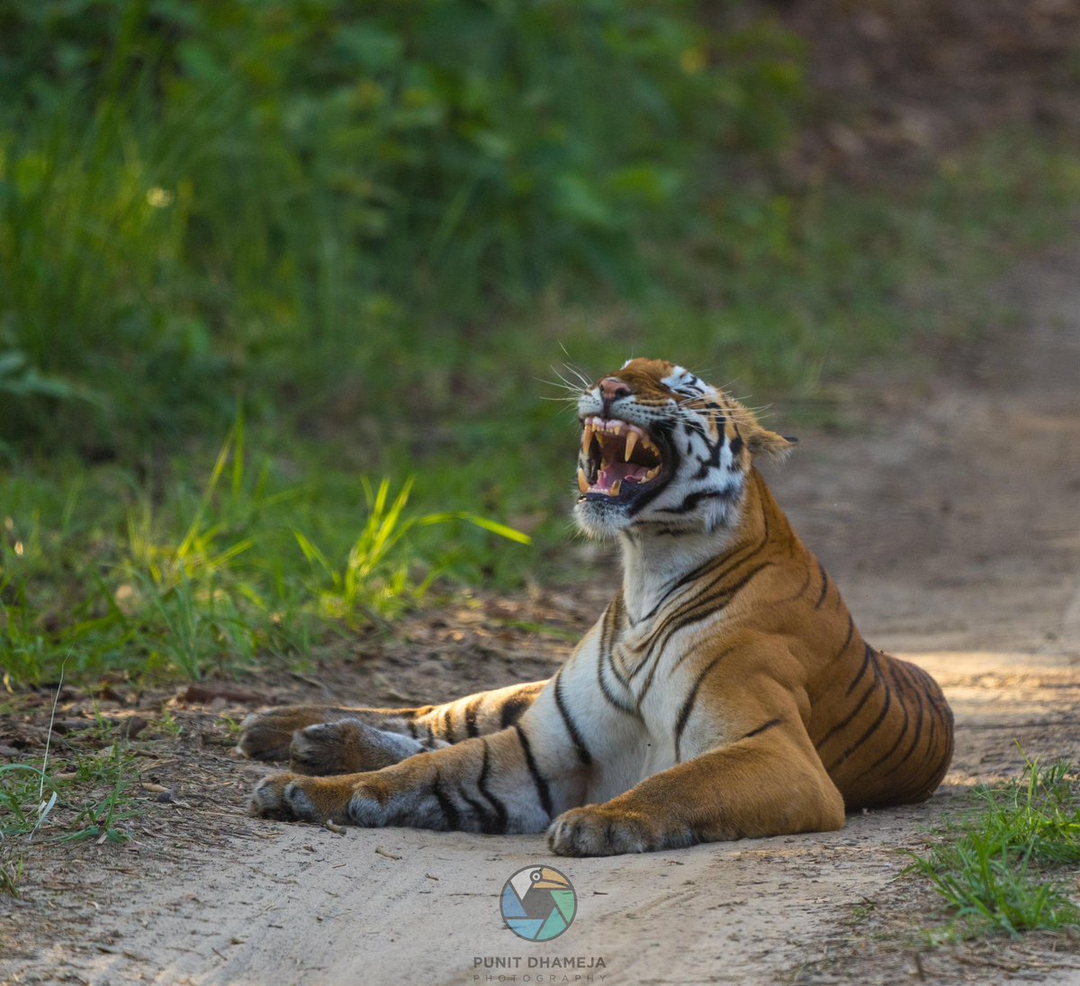 The tiger has fairly stout teeth its somewhat curved canines are the longest among living felids with a crown height of up to 3.5 inches.
#pilibhittigerreserve 
#ThePhotoHour 
#BBCWildlifePOTD 
#wildlifephotography 
#NatureBeauty 
#natgeoindia 
#IndiAves
