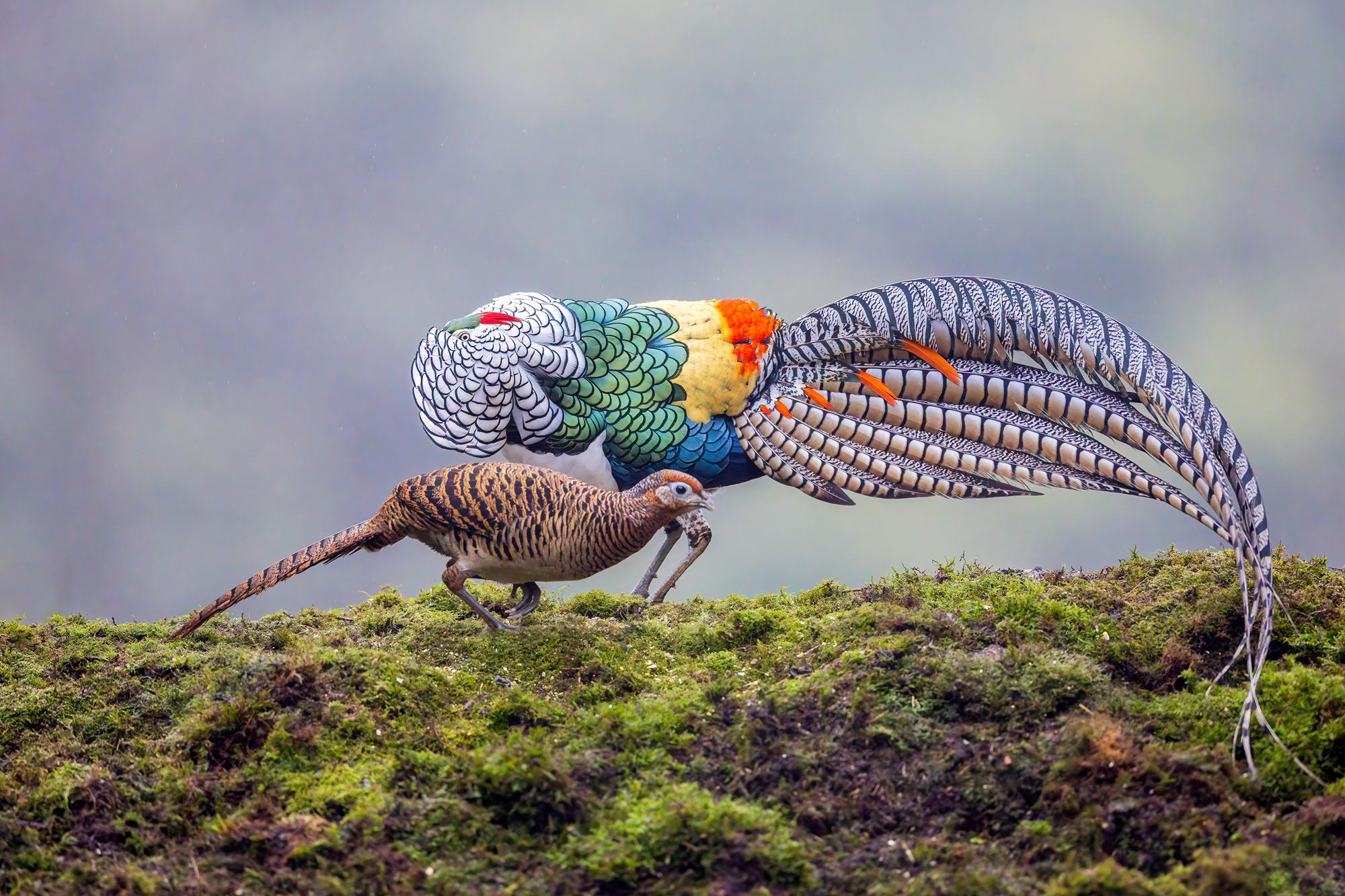 ハルピー　ダンバリーミントThe Pheasant Hunters lin hillside on X: 