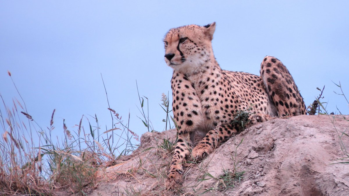 Bush Villas on Kruger is only 3 minutes from the <a href="/SANParksKNP/">Kruger National Park</a> gate. Enjoy a self-drive or let us arrange a #safari for you!

#nature #Cheetah #krugernationalpark #travel #wildlife #animals #NaturePhotography #wildlifephotography #bigcata #TravelInspiration #travelphotography