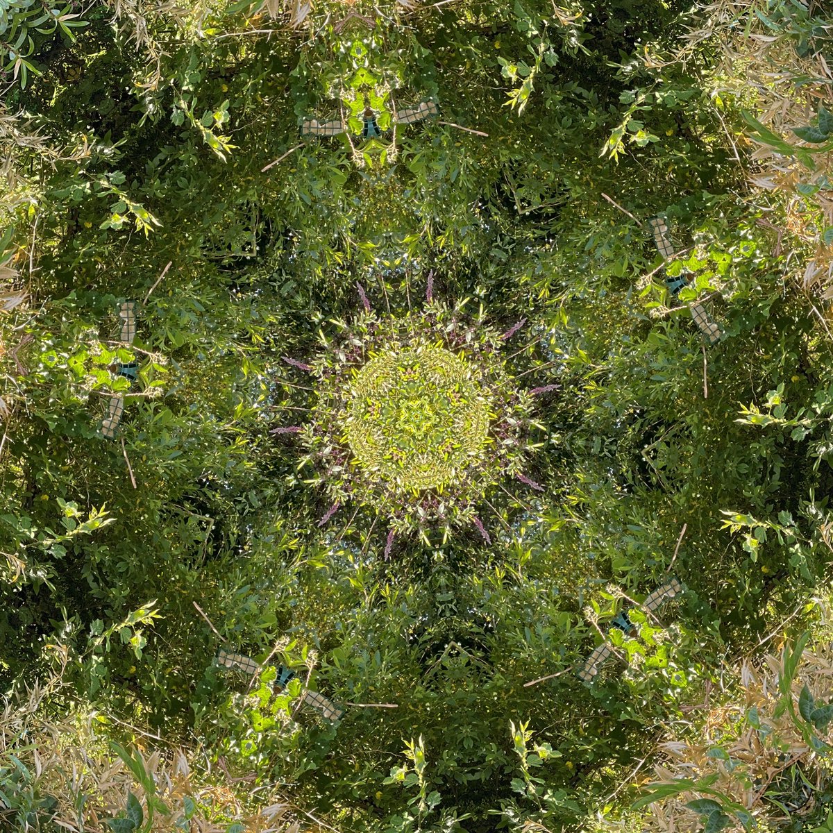 gennepher's tweet photo. #KaleidoSaturday
#kaleidoscope
#laboscope
It is too hot today, the sun is burning through my jeans...
I am going back indoors... https://t.co/0Fwglr9igY