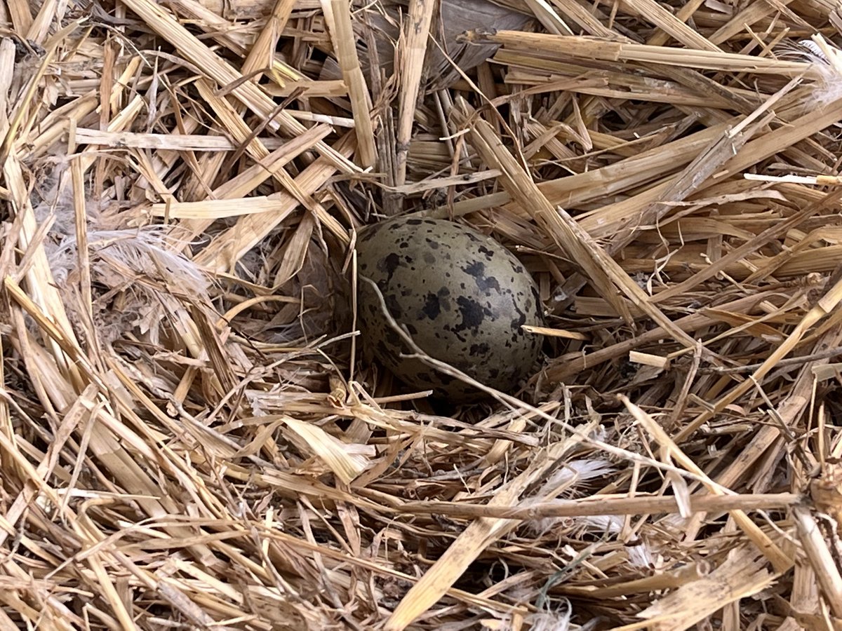 What you may ask is so special about this egg?

we get told how #birds aren't happy in captivity-that they can't be happy with 1 wing

A precious perfect little life to be created by 2 #gulls broken by man... living happy lives at #linjoywildliferescue #burtonontrent 
#wildlife