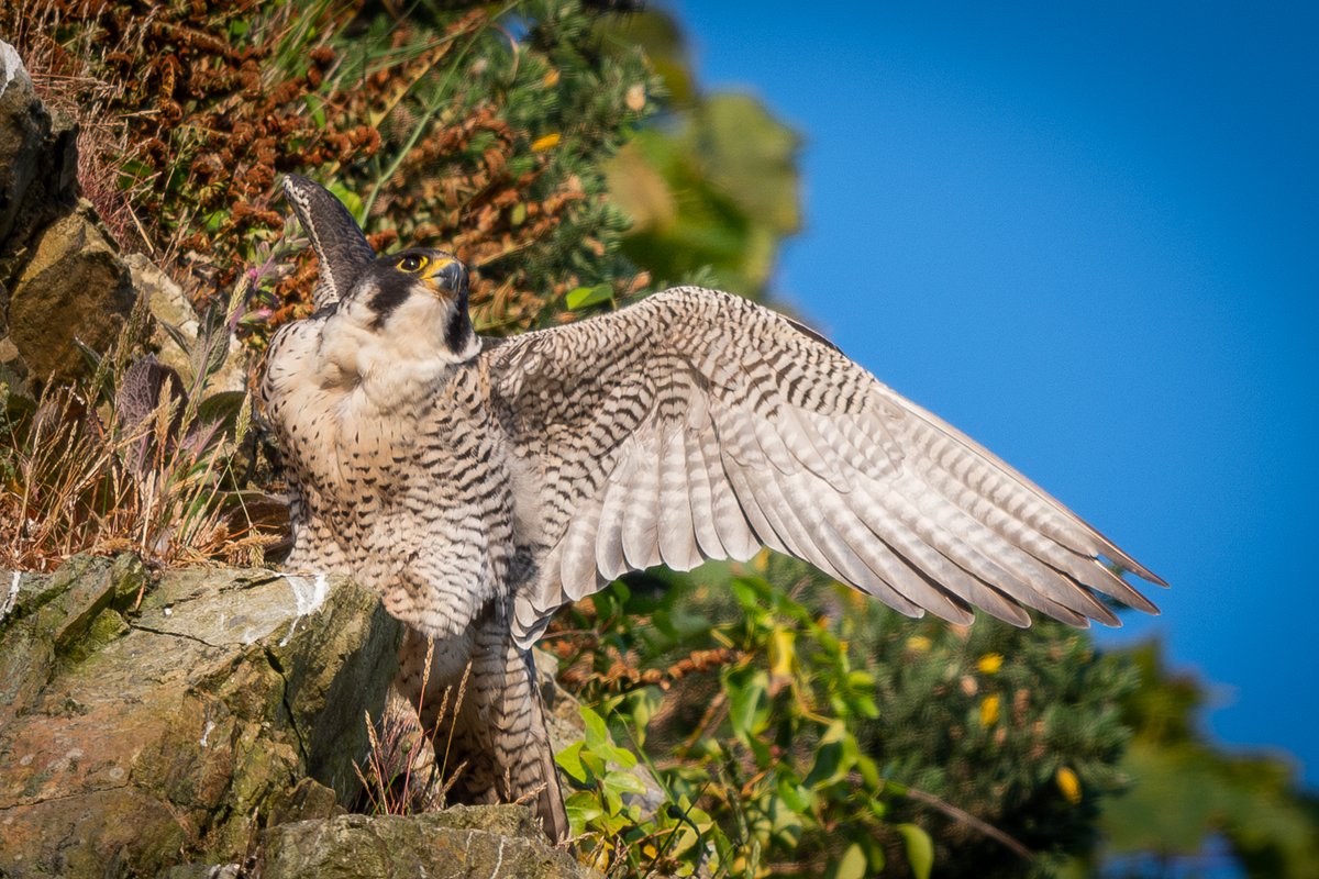 Peregrine Falcon in the sunshine this morning #isleofman 🇮🇲 #NaturePhotograhpy