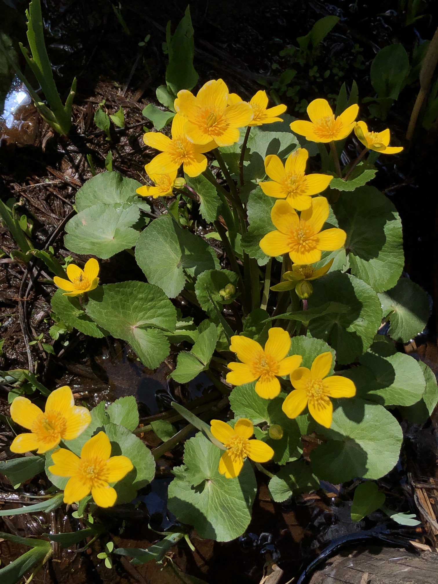 こチェ on Twitter