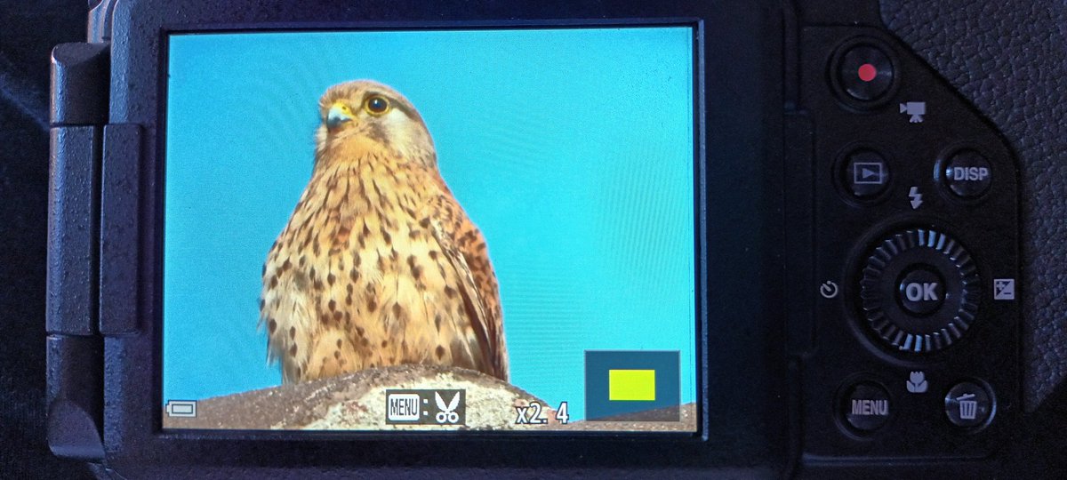 Xoriguer comú retratat aquest matí al pati de casa, al barri de la Sagrada Família #xoriguercomú <a href="/birdcatalunya/">Birding Catalunya</a> <a href="/OcellsBCN/">OcellsdelBarcelonès</a> <a href="/BCNbirding/">Barcelona Birding Point</a> <a href="/GLSEOBarcelona/">GL SEO/Birdlife Barcelona</a>