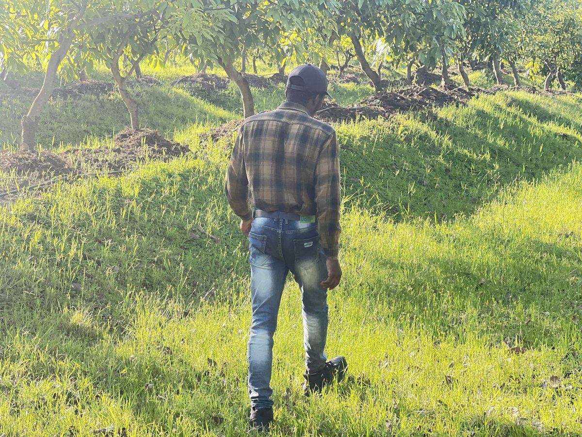 jcniyomugabo's tweet photo. Avocado farming is a lucrative business that is growing in popularity. 

It is a healthy fruit and can be sold for a good price on the market. 

Avocado trees take about 3-5 years to produce their first crop of avocados. 

After that, you will profit from them for many years to come
🥑🥑.