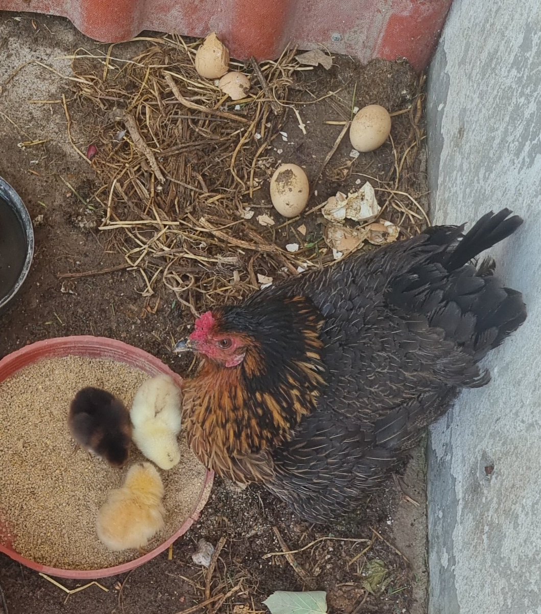 Gurk tavuk 5 yumurta üstünde 21 gün yattı, önce sarı civciv sonra diğer ikisi çıktı, bir tam gün annelerinin altından çıkmadılar, anne bugün diğer 2 yumurtayı bırakıp kalktı, civciv yeminin önüne gelip gagasıyla yemlere vurdu, pıp pıp diye seslendi, civcivler yemeye başladı.