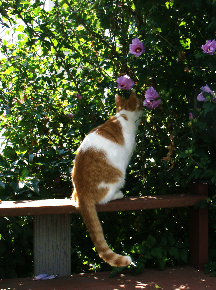 🎶June is bustin' out all over!🐦🎶Sir Gonze & I hope all our wonderful furpals stop & smell the flowers on this sweet #Caturday! 😽💕😘🌷🌻🌷🐾🐿️ Don't forget the treats! #CatsOfTwitter #cats #AdoptDontShop #CatsLover #CatsAreFamily #Catsociety #SaturdayMorning #SaturdayVibes