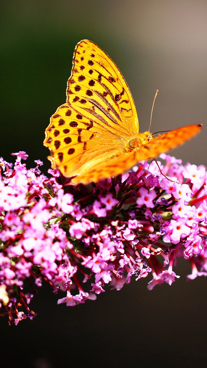 LoveSongs4Peace's tweet image. Silver-washed fritillary butterfly on Buddleia (butterfly bush)

Wiki: en.wikipedia.org/wiki/Silver-wa…
Wiki (Buddleia): en.wikipedia.org/wiki/Buddleja