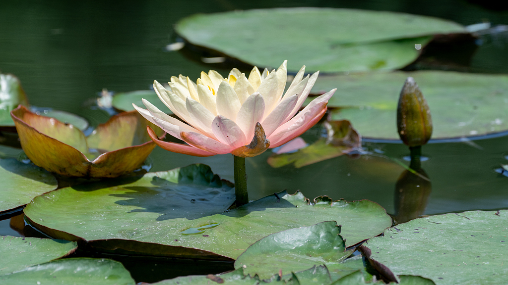 cgtn-on-twitter-as-the-temperature-soars-water-lilies-are-in-full