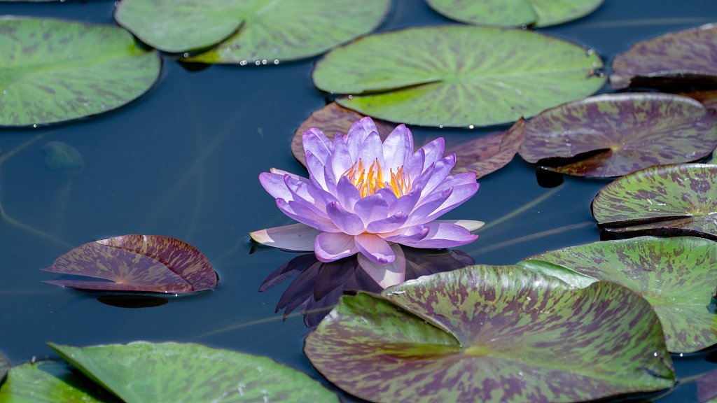 cgtn-on-twitter-as-the-temperature-soars-water-lilies-are-in-full