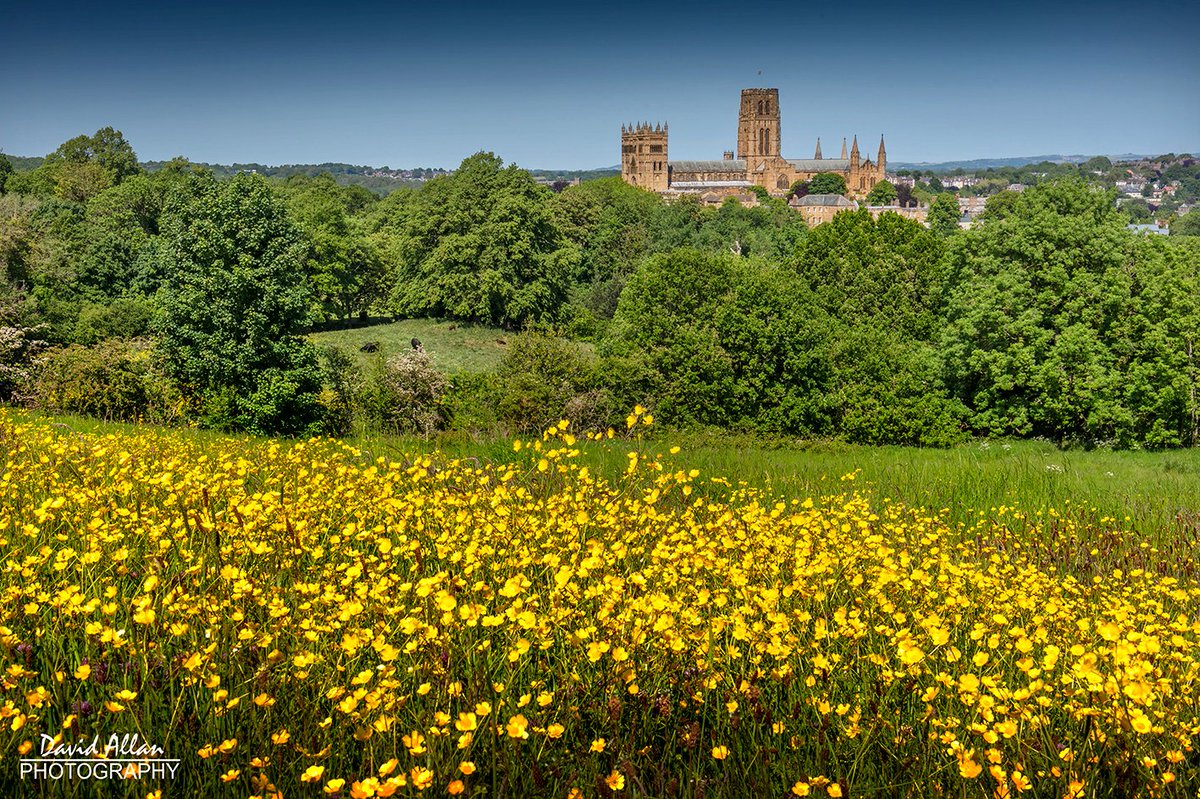 A buttercup meadow and Durham's magnificent cathedral – what a view... @ThisisDurham @moreDurham @durhamcathedral @NorthEastTweets @UNESCO @VisitEngland @VisitBritain