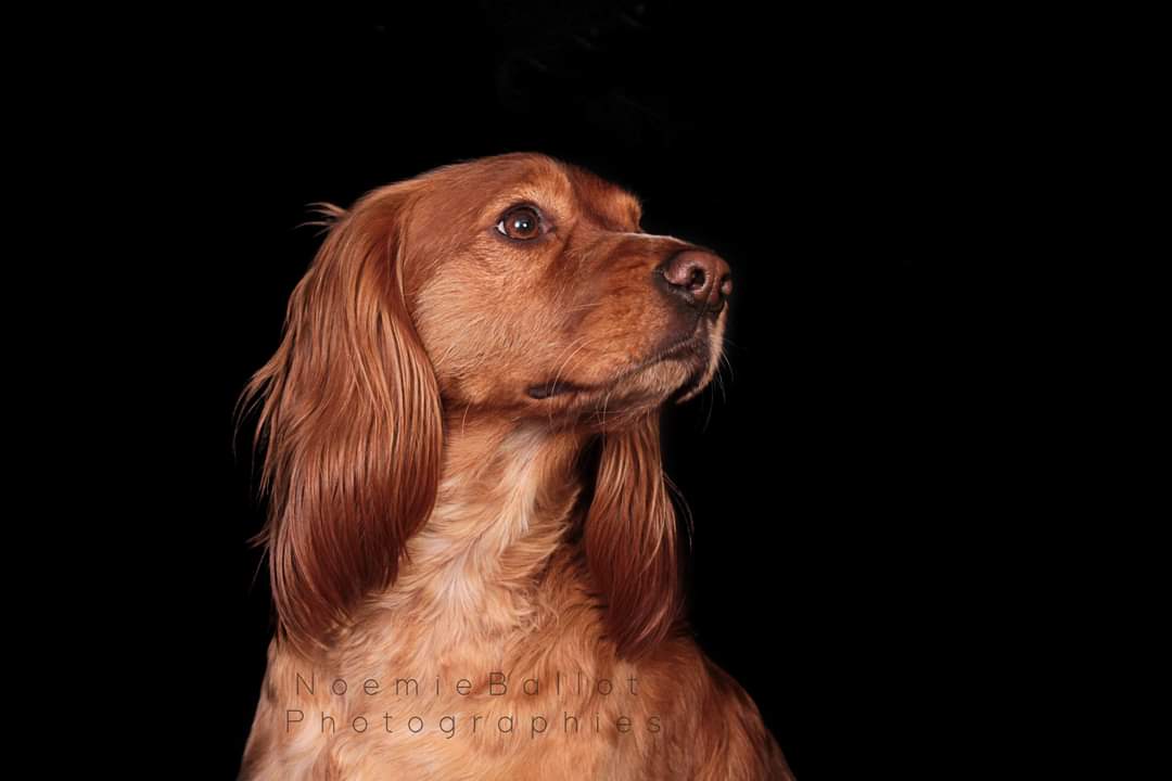 #shooting #photo #studio #book #portrait  #noemieballotphotographies #argenteuil #photographe #flash #valdoise #idf #chien #dog #dogsofinstagram #dogs #puppy #instadog #doglovers #dogoftheday #chiot #doglife #doglover #dogstagram #love #chienheureux #hund #chiens #perro