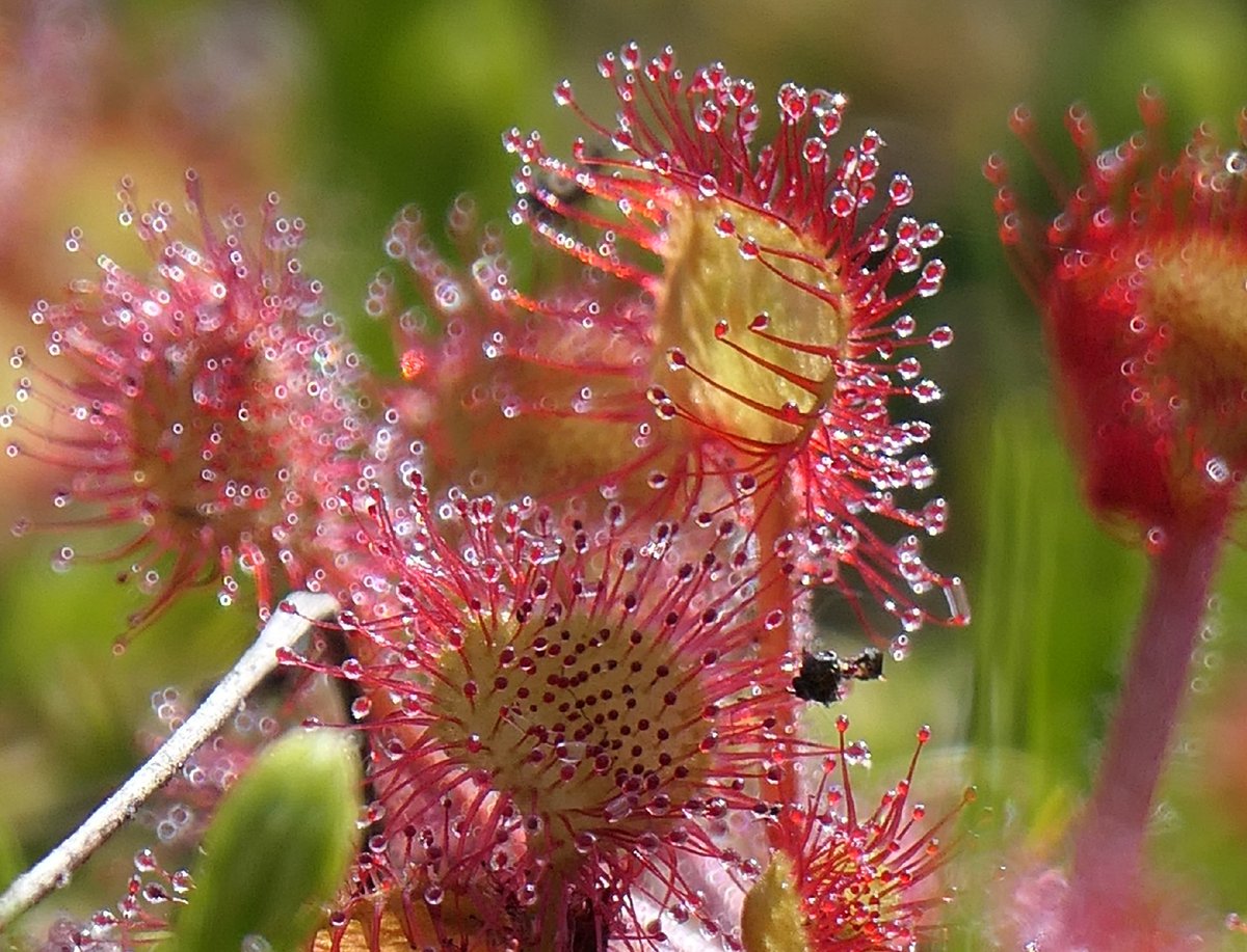 #zonnedauw langs het #Zuidlaardermeer #Hunzedal