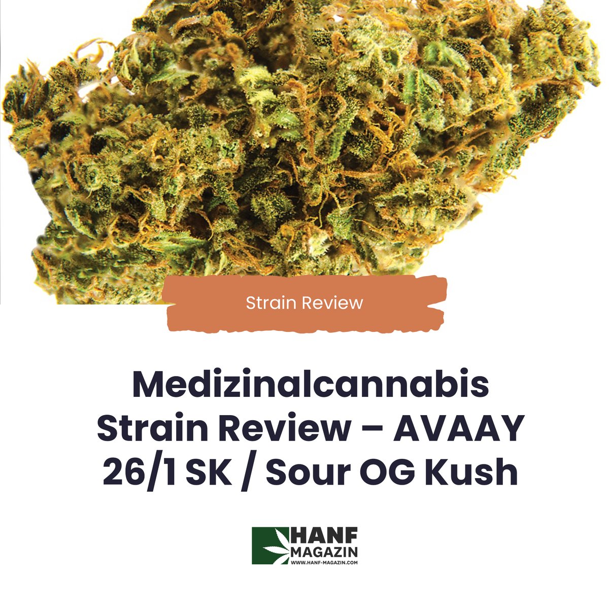 hanfmagazin's tweet photo. In dieser Neuauflage bekommt Sour Kush von AVAAY.Medical auch etwas mehr Potenz. Stattliche 26 Prozent THC stecken in der Blüte.
https://t.co/g2kFlTAED6
#hanfmagazin #strain #avaay #cannabis #kiffen #weed #hanf #legalizeit #cbd #cannabispatient #cannabis #weed https://t.co/zRf1gakSdS