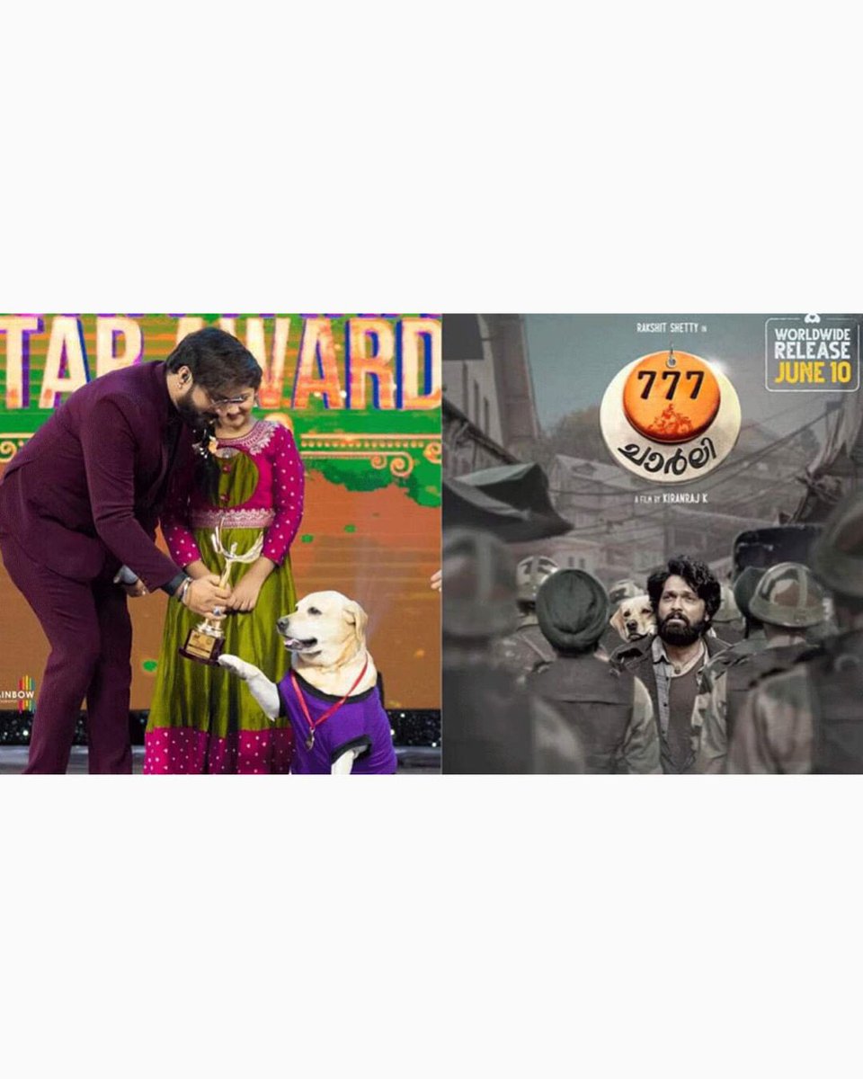 Charlie the Dog Wins 'Best Performer' Award at Chittara Star Awards for '777 Charlie'.

#CHARLIE #dog #chittara #charliethedog #Awards #bestperformer