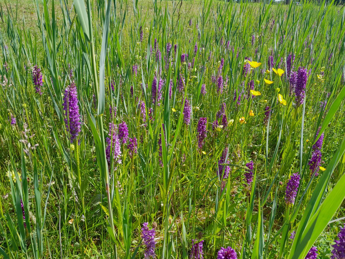 Inheemse planten, hoe mooi kan het zijn in de bermen midden in de stad