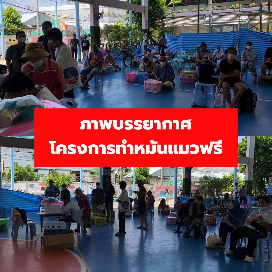 ภาพบรรยากาศกิจกรรม #โครงการทำหมันแมวฟรี ที่โรงเรียนวัดบางเตยวันนี้ครับ 
ขอบคุณมูลนิธิรักษ์แมว ปันน้ำใจให้แมวจรครับ ที่จัดกิจกรรมดีๆ นี้ขึ้นครับ