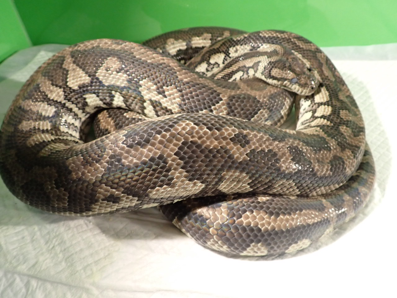 「ヒメ」さま日記 on Twitter 