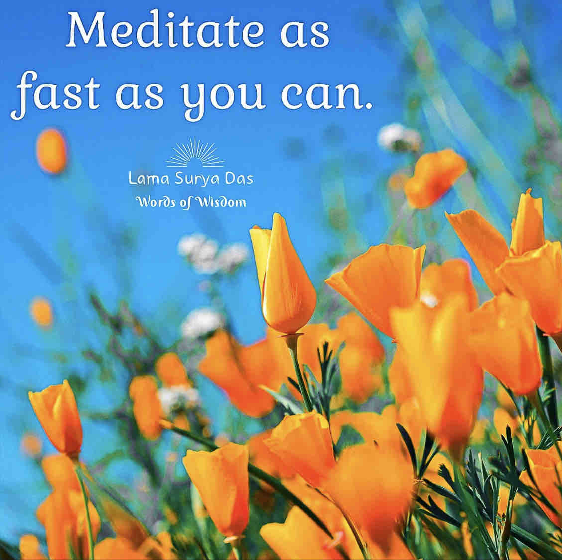Meditate as fast as you can. ~Lama Surya Das

#LamaSuryaDas #Dzogchen #Meditation  #Mindfulness #SelfInquiry #NonDual  #Buddhism #Healing #Wellness #Yoga  #Dharma #AwakeningtheBuddhaWithin  #HowtoHeal